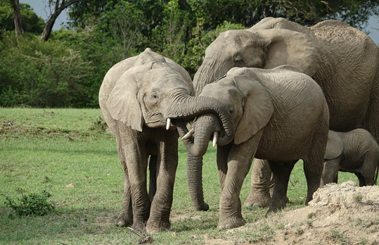 Safari in Kenya con Bobo